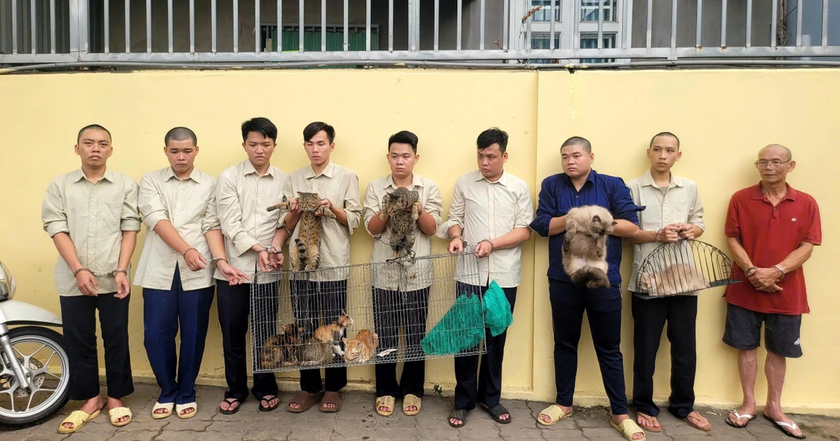 Mang súng điện, hơi cay đi 'săn' mèo, nhóm thanh niên sa lưới