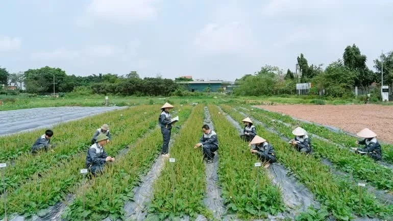 Từ bảo tồn nguồn gen đến bài toán thị trường của dược liệu Việt