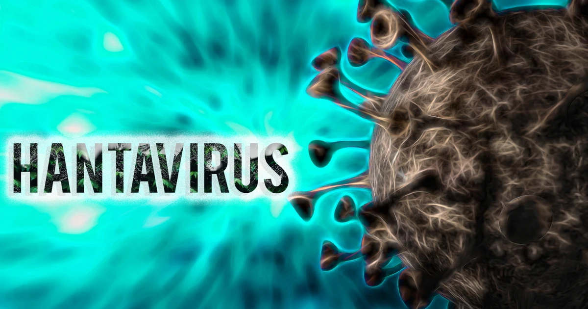 Bộ Y tế thông tin về virus Hanta gây bệnh nặng lây từ chuột sang người