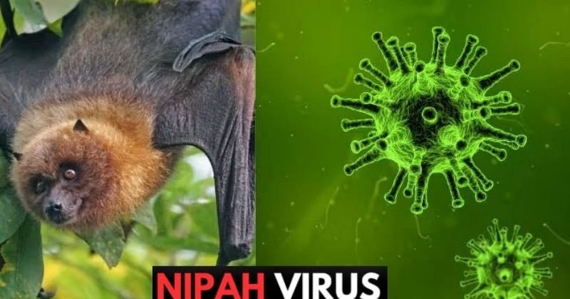 Bộ Y tế khẩn cấp yêu cầu tăng cường giám sát virus Nipah tại cửa khẩu