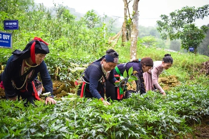Y học cổ truyền cần trở thành sức mạnh mềm quốc gia