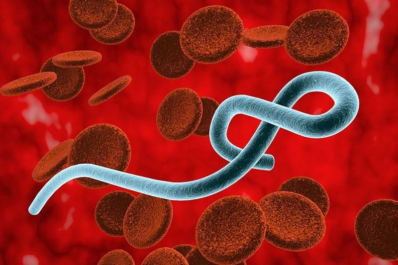Nguy cơ bệnh Ebola xâm nhập Việt Nam qua đường du lịch quốc tế