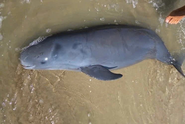 29 Tết, Cá Ông dạt vào bờ biển Vũng Tàu