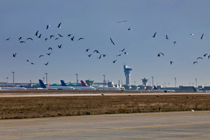 Sự cố chim trời đâm va máy bay tăng mạnh