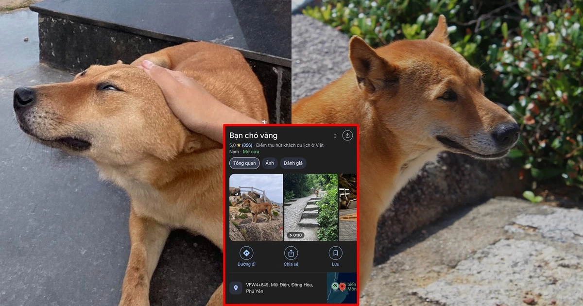 Em cún vàng "dẫn tour" được chấm 5 sao, mê người lạ nhưng "né" người quen?