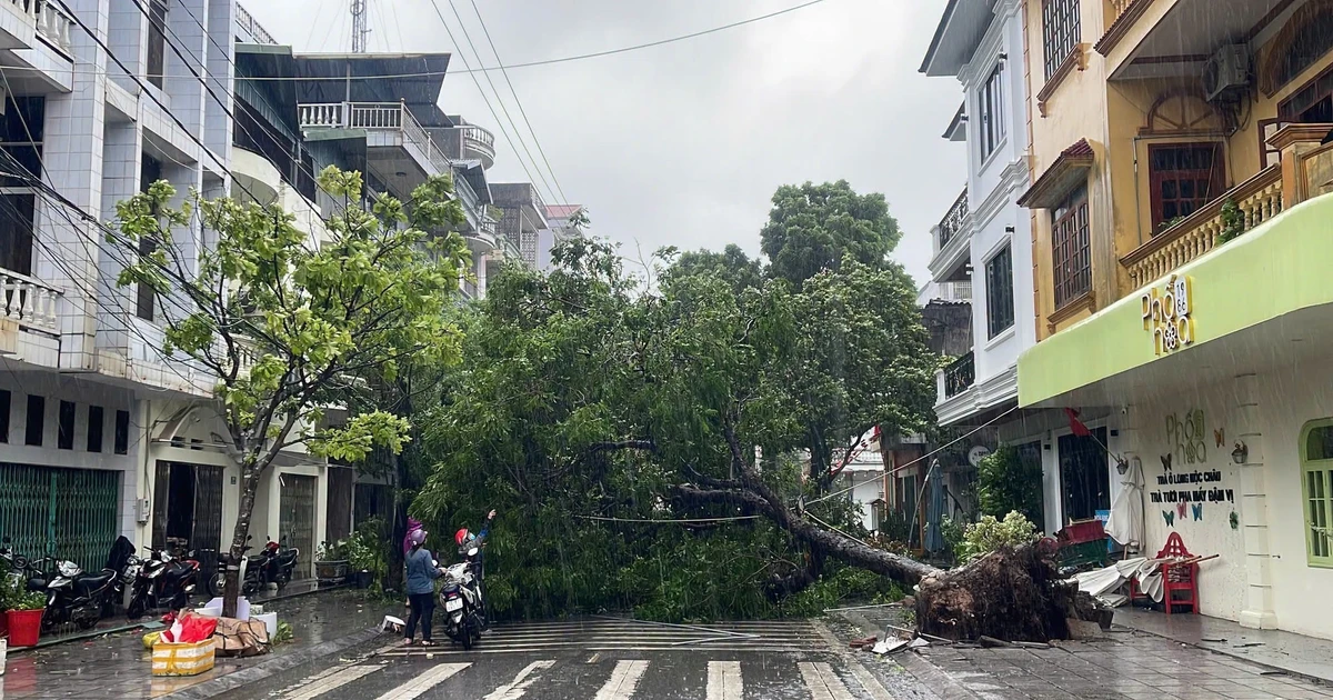 Móng Cái gió giật cấp 11, cây bật gốc, nhà tốc mái