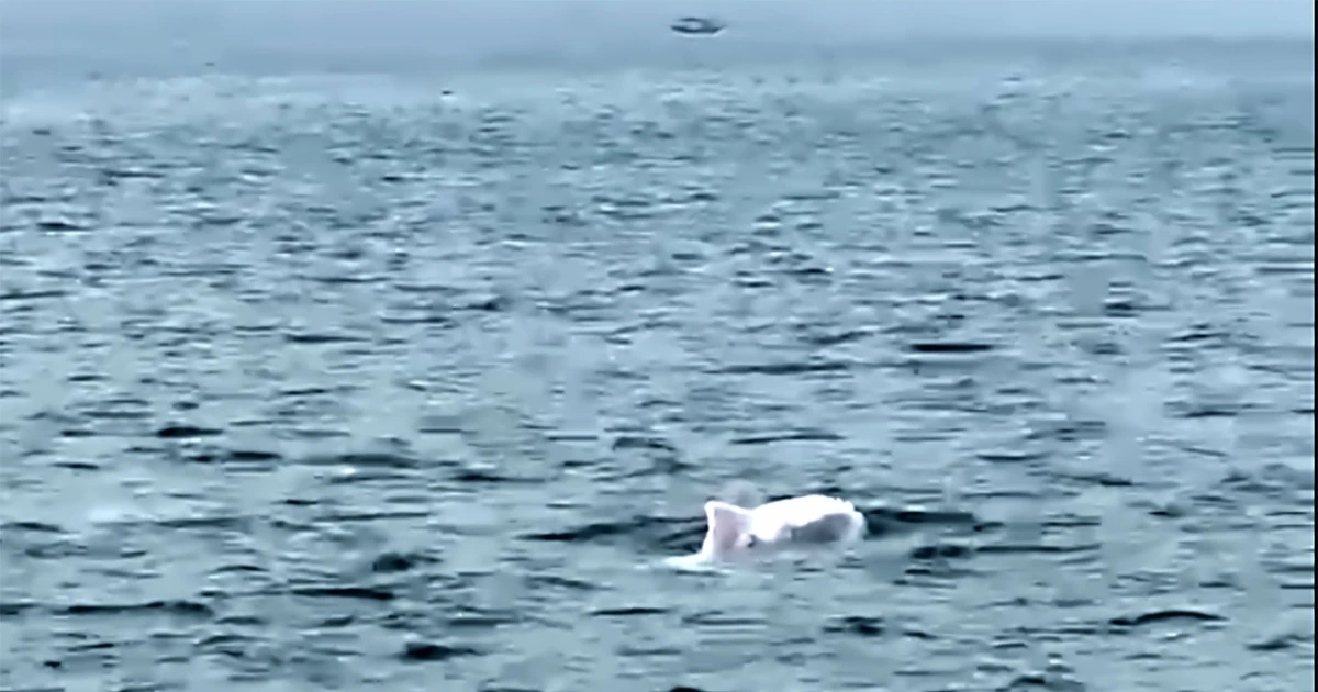 Đàn cá heo trắng xuất hiện sát đảo Cái Chiên