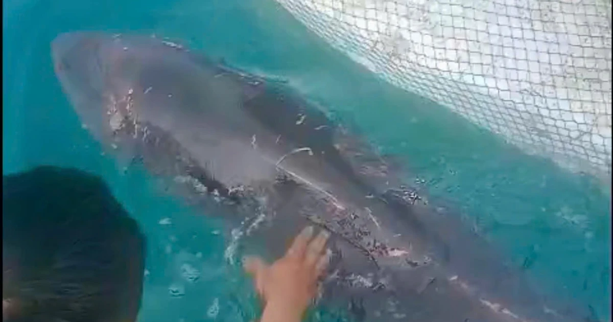 Thả về biển chú cá heo mắc cạn ở Cô Tô