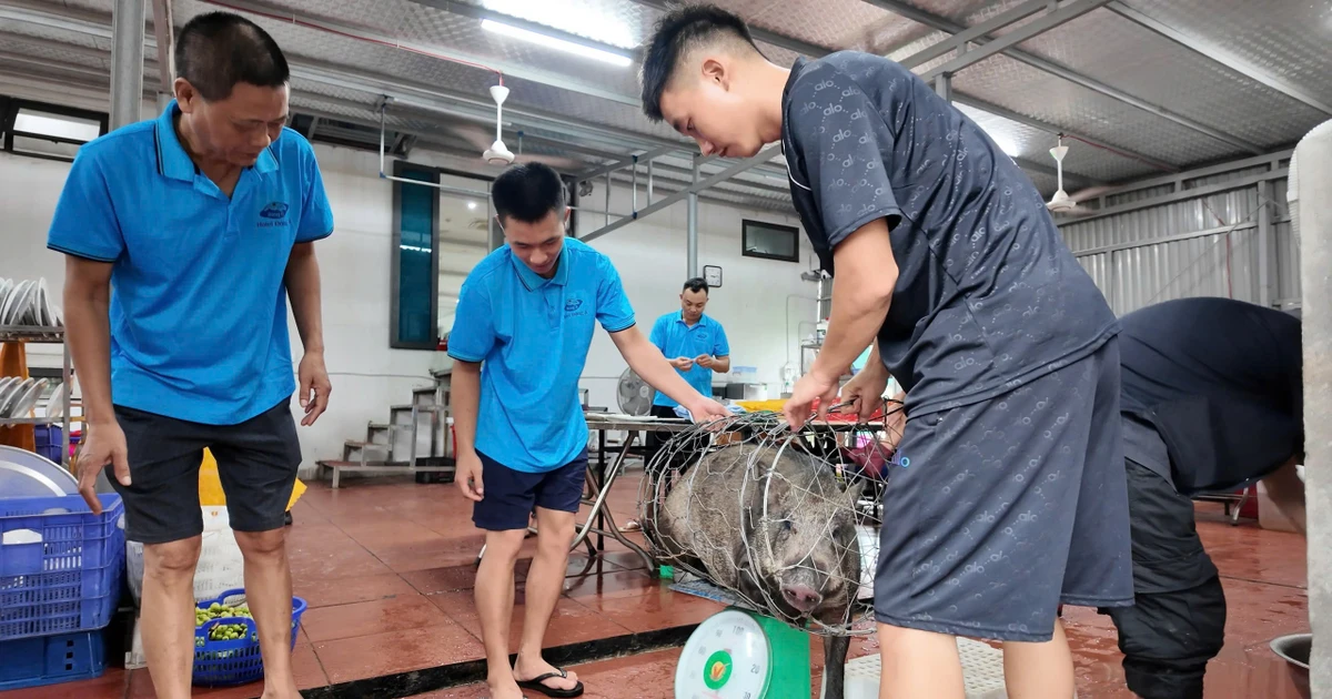 Chủ khách sạn ở Cô Tô mổ lợn rừng đãi gần 50 du khách mắc kẹt vì bão