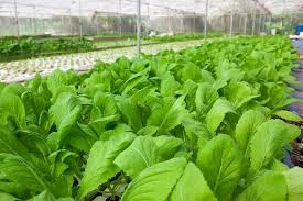 Vingroup đầu tư 700 tỷ đồng trồng rau | Báo điện tử Tiền Phong