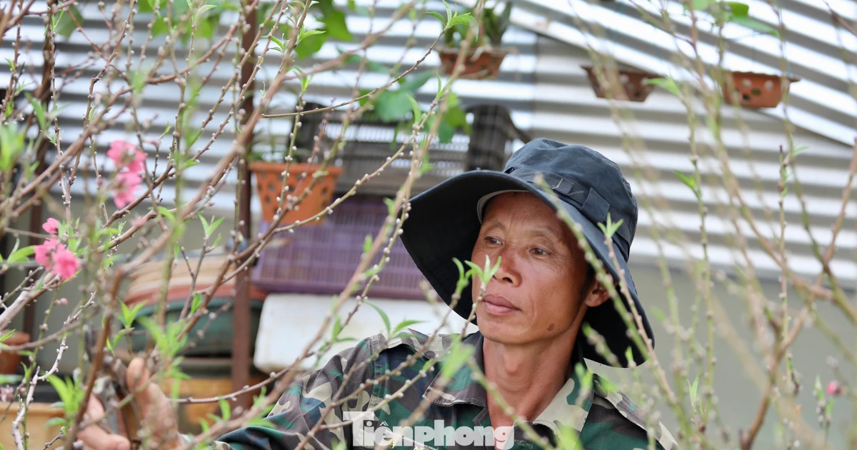 Người trồng đào Tết 'nín thở' canh thời tiết, canh hoa nở
