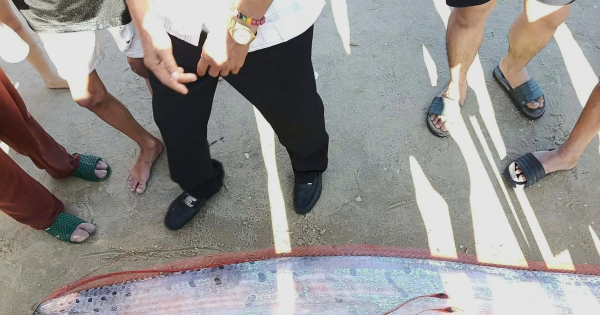 Cá hố rồng dài gần 4m trôi dạt vào bờ biển Lâm Đồng