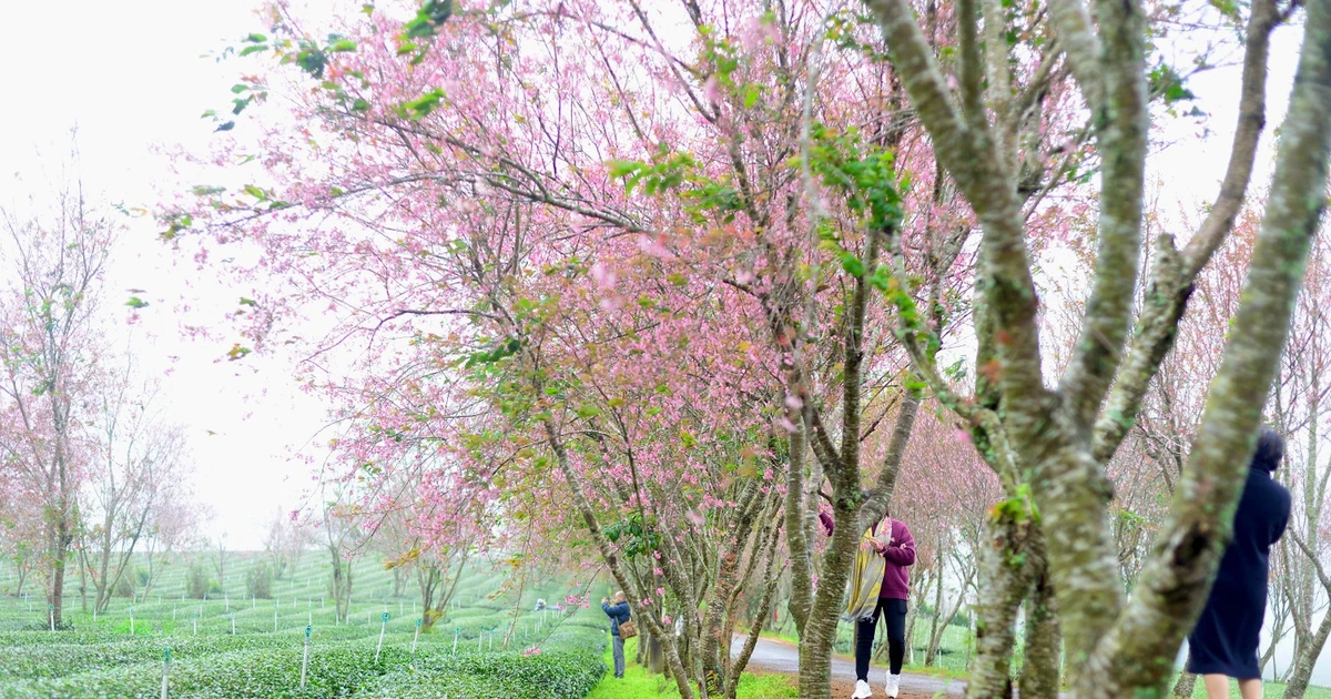 Lễ hội hoa mai anh đào kéo dài cả tháng ở Đà Lạt có gì?