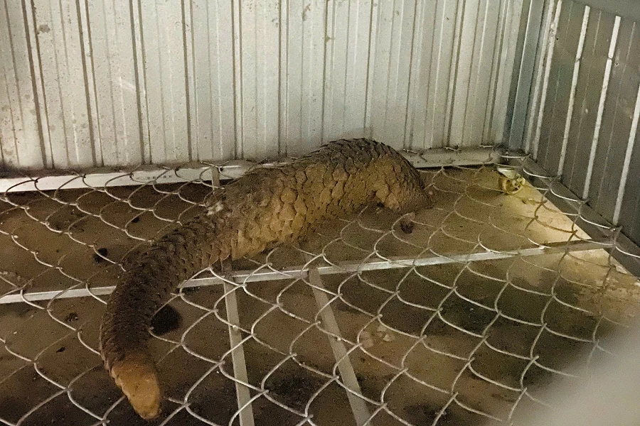 Tê tê quý hiếm nặng 5,4kg bò vào nhà người dân trong đêm