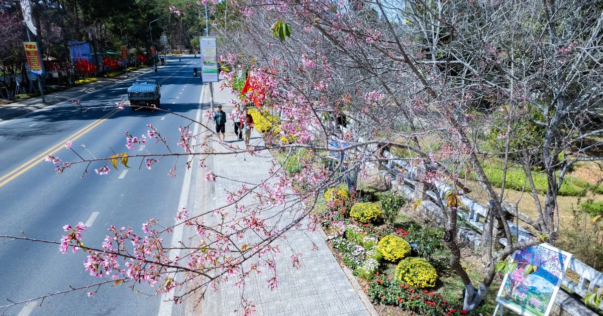 'Mở cửa' con đường hoa mai anh đào rực rỡ nhất Đà Lạt