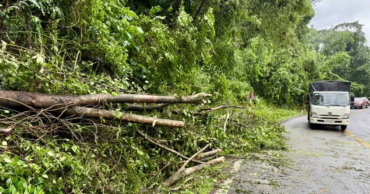 Mưa lớn làm nhiều cây rừng ngã đổ trên đèo Bảo Lộc