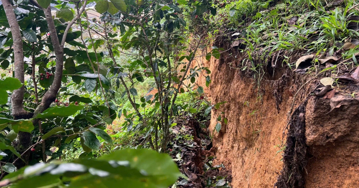 Quả đồi ở Lâm Đồng xuất hiện vết nứt dài hơn 100m, khẩn trương di dời người dân