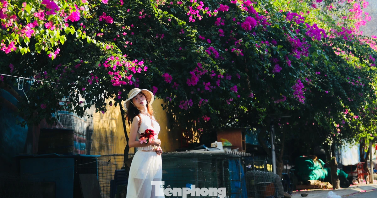 Thỏa thích check-in con đường làng chài Nha Trang rợp màu hoa giấy