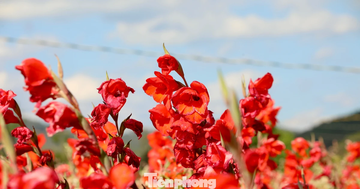 Hoa lay ơn nở muộn rực kín đồng, nhiều nông dân trắng tay