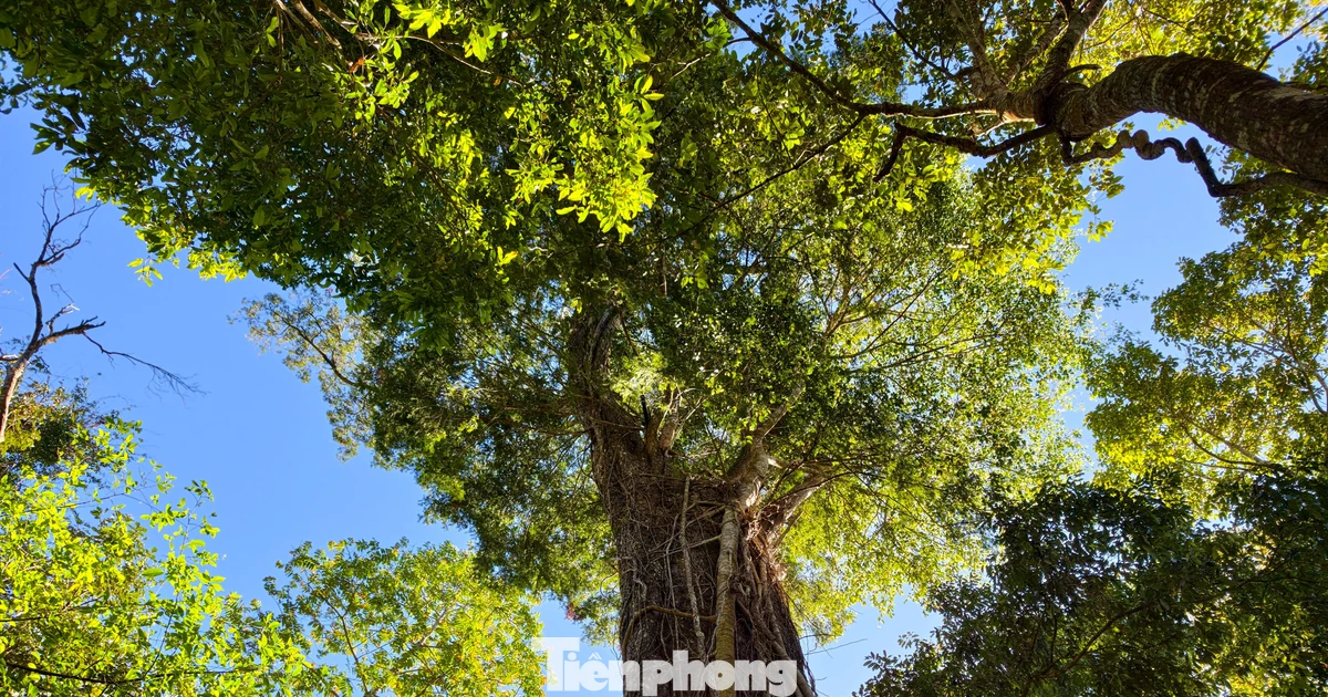 Tận thấy 'thần mộc' hàng nghìn năm tuổi ẩn mình trên núi cao Lâm Đồng