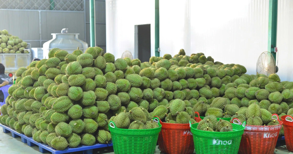 Tin vui với sầu riêng