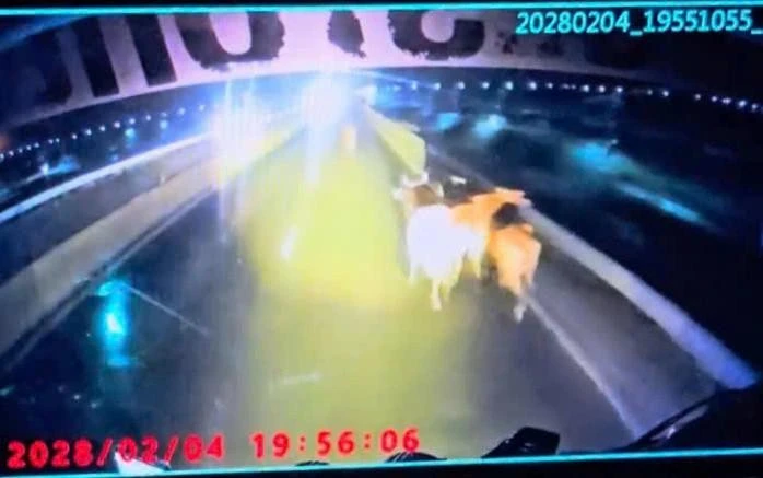 Đàn bò chạy tán loạn trên cao tốc Vĩnh Hảo - Phan Thiết sau khi rơi từ xe tải