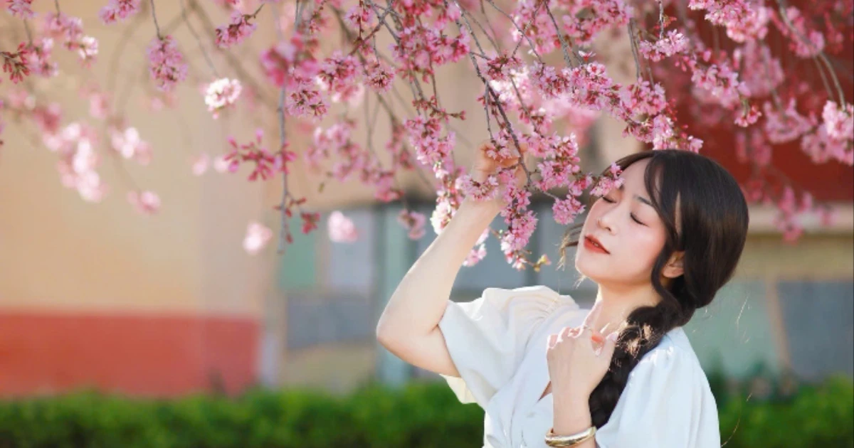 Hơn 20.000 người dùng bản đồ số ngắm hoa mai anh đào Đà Lạt