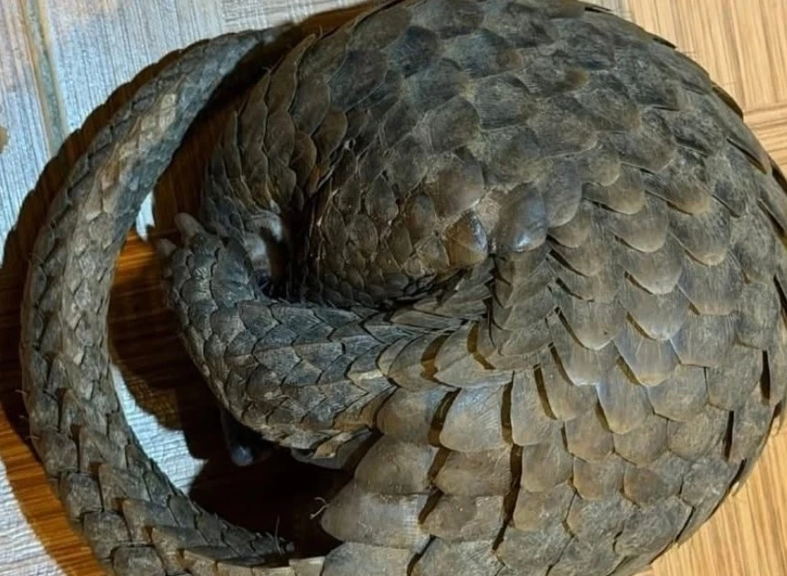 Tê tê quý hiếm bò vào tầng hầm quán nhậu