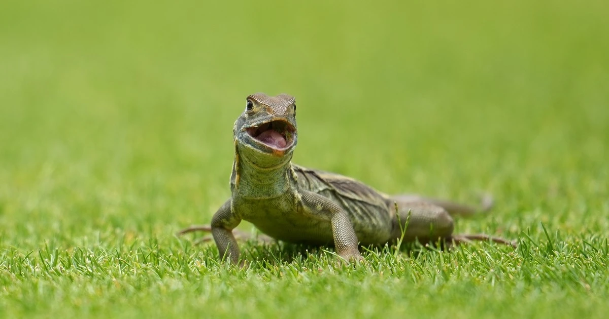 Những 'cổ động viên đặc biệt' trên sân golf