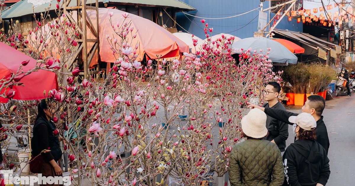 Đào quất xuống phố, người Hà Nội sắm Tết sớm