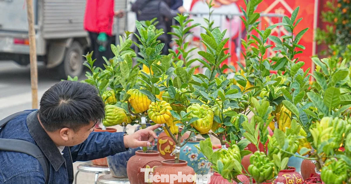 Phật thủ bonsai mini giá nửa triệu hút khách