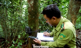 Lội suối, băng rừng bảo vệ nguồn gien quý hiếm ở xứ Nghệ