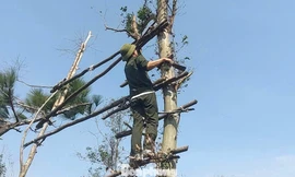 Phá 'thiên la địa võng', bảo vệ chim trời