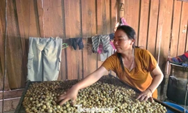 'Lộc rừng' giúp người dân miền núi từng bước thoát nghèo