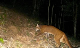 Lần đầu phát hiện loài cực kỳ nguy cấp quý hiếm trong rừng ở Nghệ An