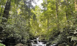 Gần 15 triệu ha rừng vào cao điểm ‘lá chắn xanh’