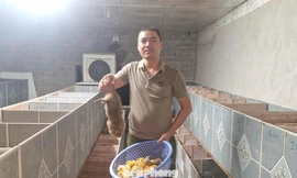 Nuôi dúi mốc, hướng đi mới giúp nông dân Nghệ An thoát nghèo bền vững