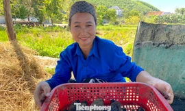 Kiếm tiền triệu sau mỗi đêm săn đặc sản chuột đồng