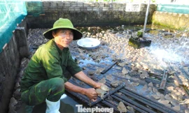 Giúp người dân thoát nghèo từ mô hình nuôi ếch Thái