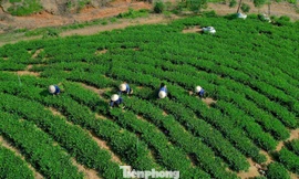 Thoát nghèo trên vùng đất khó