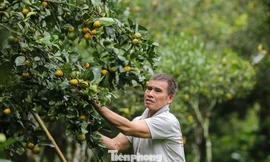 Loài cây thoát nghèo cho người dân bản địa