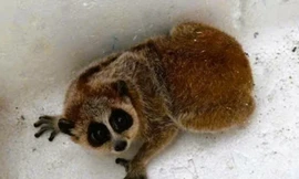 Phát hiện loài vật trong sách đỏ khi thu hoạch keo