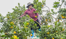 Bội thu loại cam đặc sản nổi tiếng Thanh Hóa 