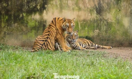 Lên phương án chuyển đàn hổ 9 con nuôi trái phép ra vườn thú Hà Nội