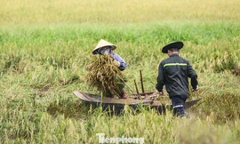 Lúa mọc mầm sau bão, nông dân Hà Tĩnh ngậm ngùi thu hoạch sớm