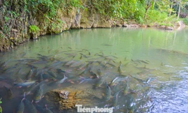 Thêm một hang 'cá thần' giữa đại ngàn xứ Thanh