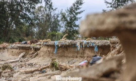 Hàng trăm mét đê biển bảo vệ hơn 600 hộ dân Hà Tĩnh bị xói lở, hở hàm ếch