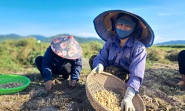 Hành tăm 'được mùa - mất giá', đầu ra ế ẩm khiến người dân như ngồi trên lửa