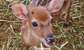 Bên trong trang trại nuôi hươu sao tiền tỷ