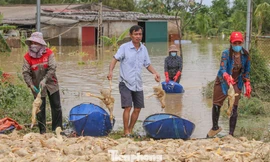 Lão nông trắng tay khi đàn vịt hàng vạn con bị lũ nhấn chìm